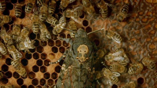 Children of the Sun – Wild Bees & Butterflies - Butterflies