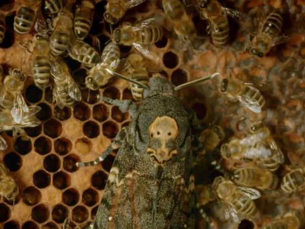Children of the Sun – Wild Bees & Butterflies - Butterflies