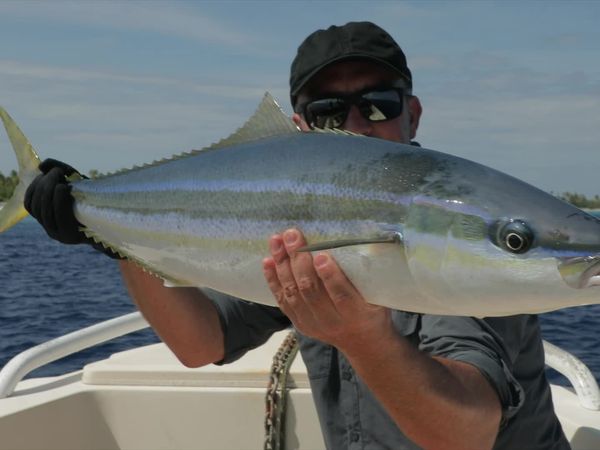 Chasing Monsters - Besieged by Sharks