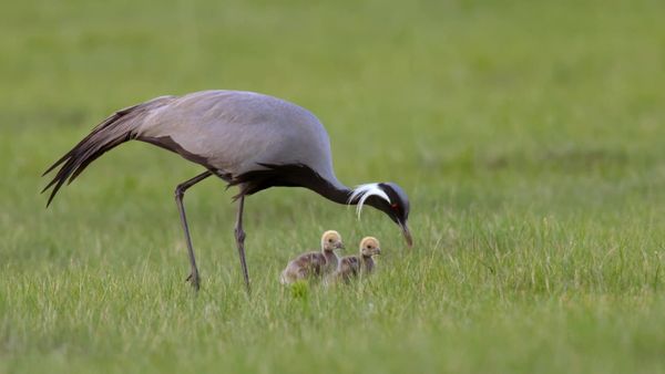 China Wild - Grasslands