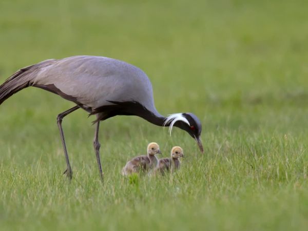 China Wild - Grasslands