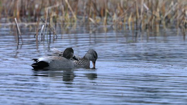 China Wild - Wetlands