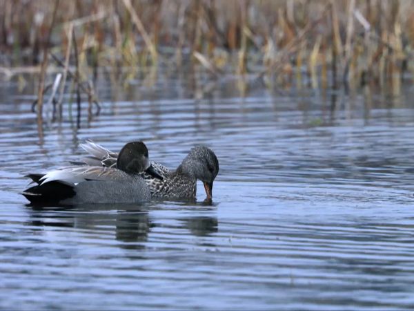 China Wild - Wetlands