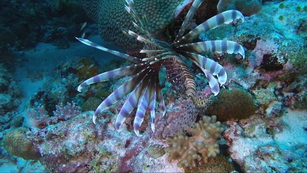China Wild - Oceans