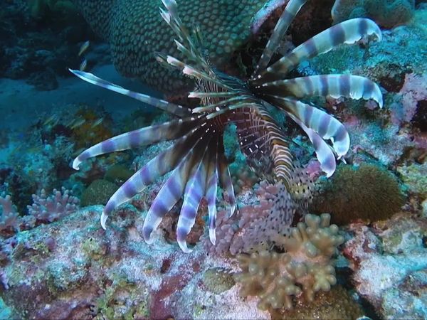 China Wild - Oceans