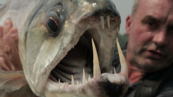 Chasing Monsters - Piranha Killer