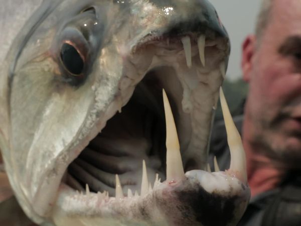 Chasing Monsters - Piranha Killer