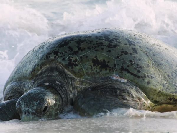 Great Barrier Reef: A Living Treasure - Living Reef