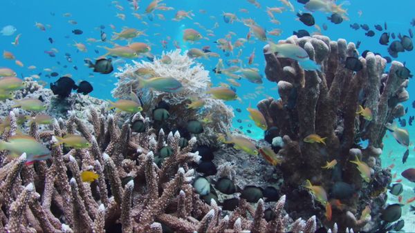 Great Barrier Reef: A Living Treasure - Coral Coast