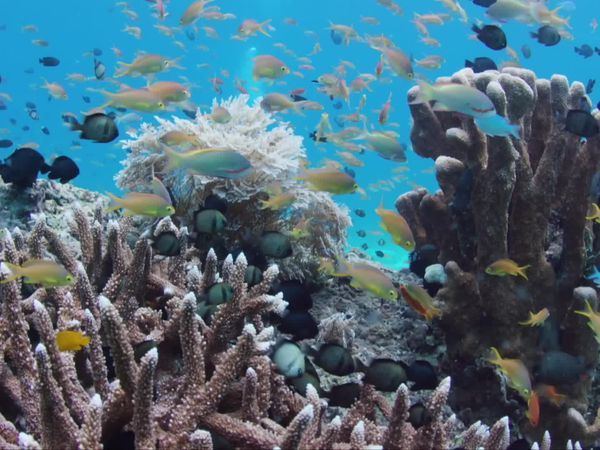 Great Barrier Reef: A Living Treasure - Coral Coast