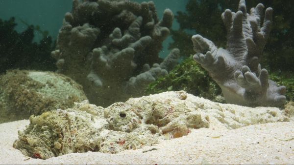 Great Barrier Reef: A Living Treasure - Coral Islands
