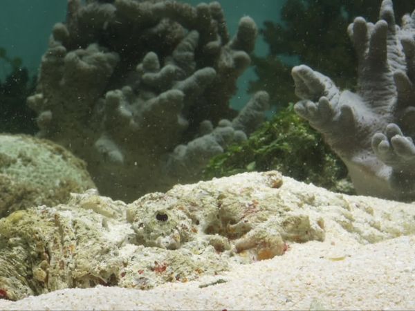 Great Barrier Reef: A Living Treasure - Coral Islands