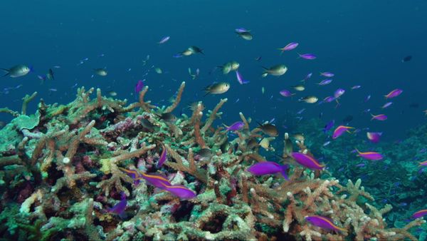 Great Barrier Reef: A Living Treasure - Coral Sea