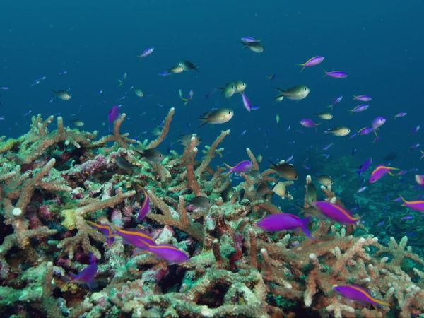 Great Barrier Reef: A Living Treasure - Coral Sea