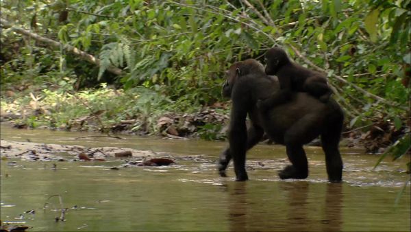 Congo - River of No Return - In the Realm of the Great Apes