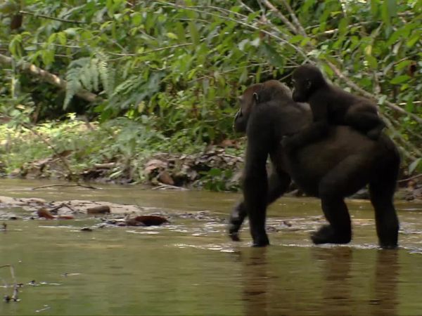 Congo - River of No Return - In the Realm of the Great Apes