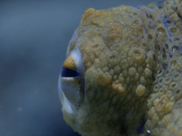 Secrets of the Mediterranean - Of Pot Whales and Desert Foxes