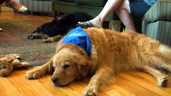 Dogs On The Job - Dogs Helping People Live Normal Lives