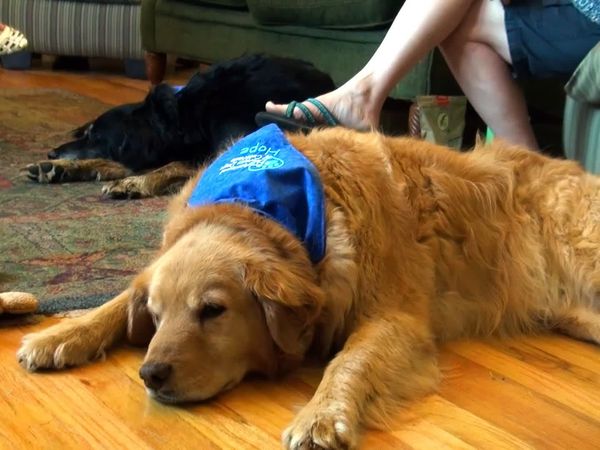 Dogs On The Job - Dogs Helping People Live Normal Lives