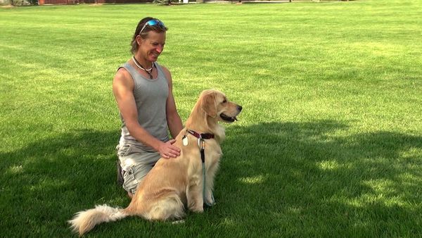 Dogs On The Job - Protection and Companion