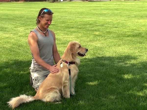 Dogs On The Job - Protection and Companion