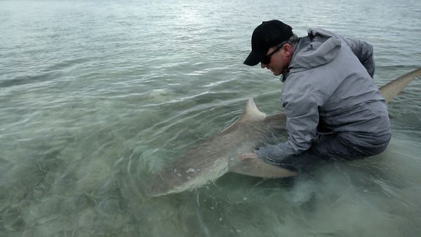 Chasing Monsters - Cannibal Jaws