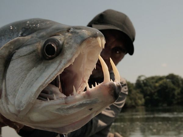 Chasing Monsters - Jungle Vampire