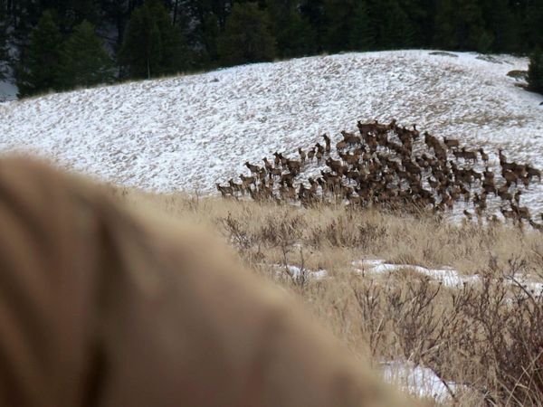 MeatEater - About Time: Helen and Brittany Hunt Elk in Montana