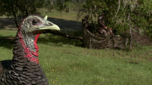 MeatEater - Gobbling: California Turkeys