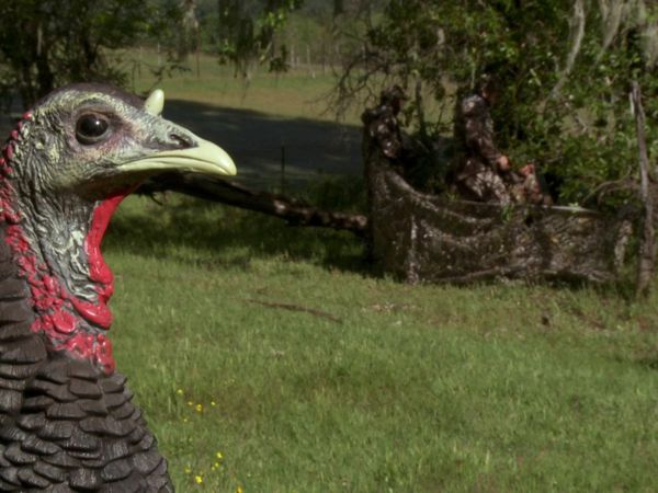MeatEater - Gobbling: California Turkeys