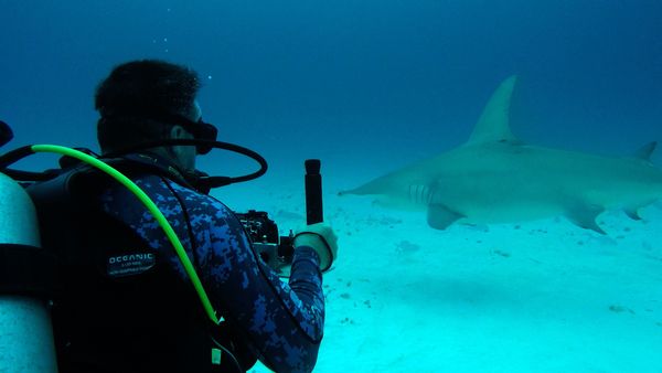 Chasing Monsters - Shark Fever