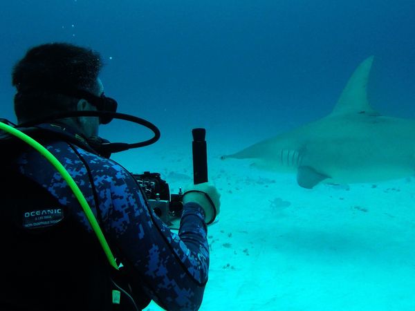 Chasing Monsters - Shark Fever
