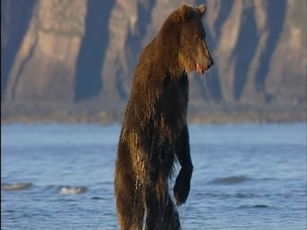 Big Bear Diary - Episode 2