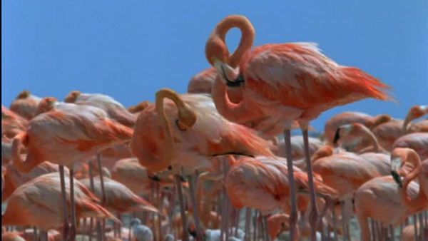 Wild Caribbean - Treasure islands