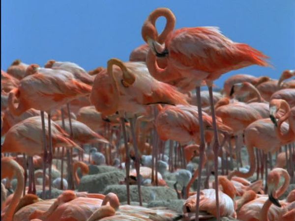 Wild Caribbean - Treasure islands