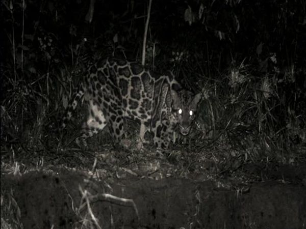 Expedition Borneo - Episode 1