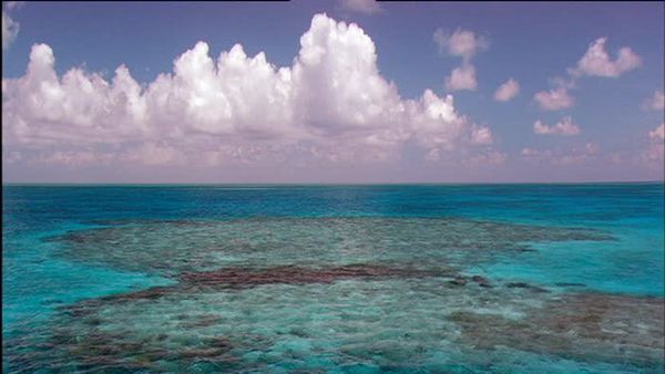 Wild Caribbean - Reefs and wrecks