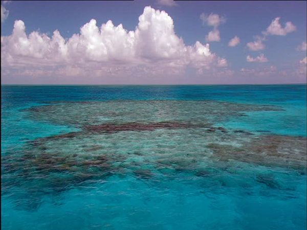 Wild Caribbean - Reefs and wrecks