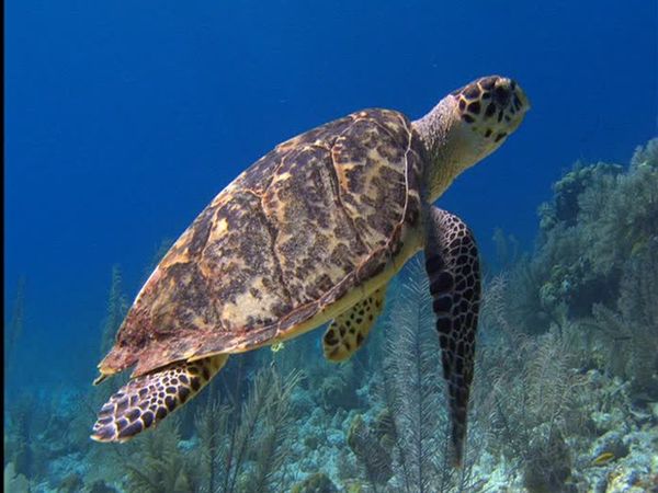 Wild Caribbean - Secret shores