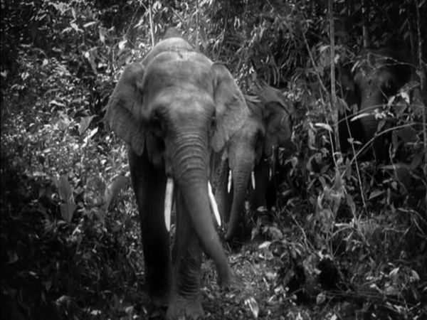 Expedition Borneo - Episode 2