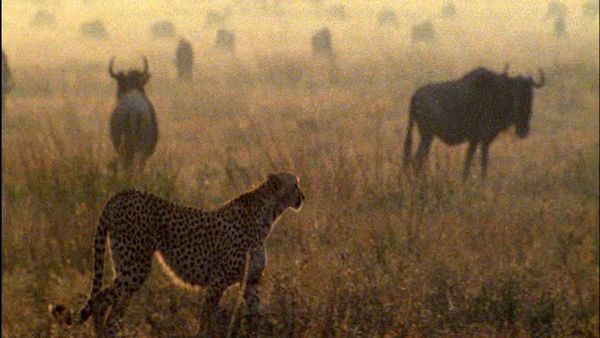 Wild Africa - Savannah