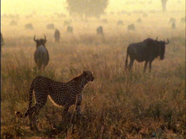 Wild Africa - Savannah