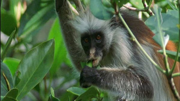 Wild Africa - Coasts
