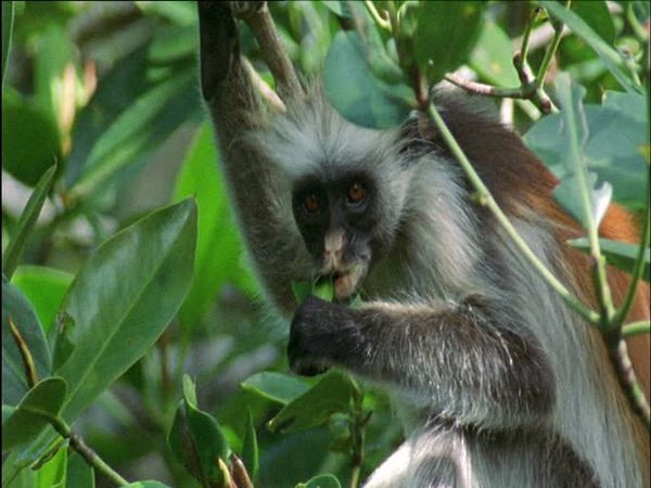 Wild Africa - Coasts