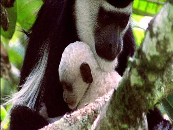 Wild Africa - Jungle