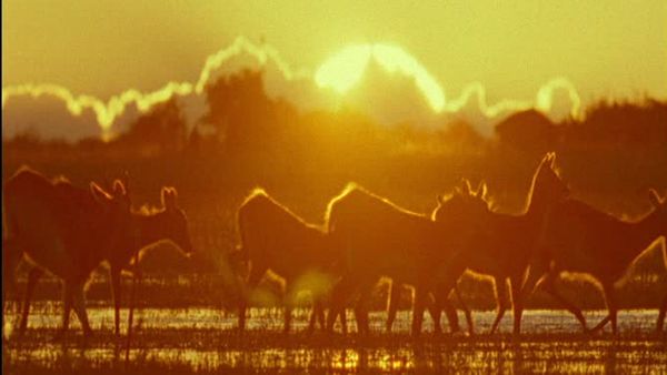 Wild Africa - Lakes and Rivers