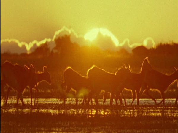 Wild Africa - Lakes and Rivers
