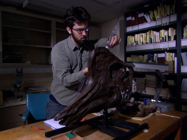 Secrets of The Exhibit - Dinosaurs