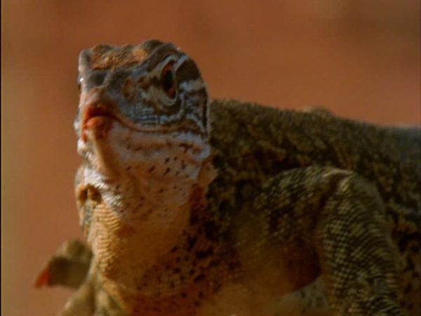 Wild Australasia - Wild Australasia