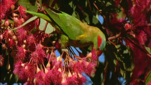 Wild Australasia - Gum Tree Country